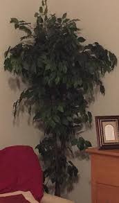 fake ficus tree still in style