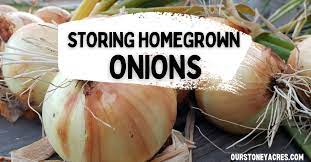 Curing And Storing Onions For 10 Months