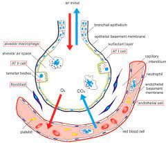 Alveolar Capillary Membrane