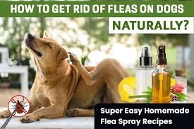 4 easy diy flea sprays for dogs you can