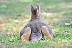 Which rabbit is best for meat in South Africa?
