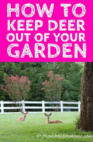 13 ways to keep deer out of your garden