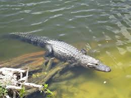 Where To See Alligators In The Wild In Florida: 7 Top Spots