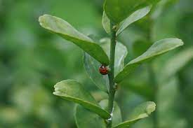 7 organic pest control methods for a