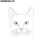 oc look at my cat drawing! How To Draw A Chibi Cat Drawingforall Net