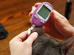 Monitoring Diabetes For Cats And Dogs