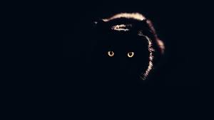 Black Cat Chromebook Wallpaper