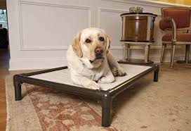 5 Really Indestructible Dog Beds The Kong Dog Bed