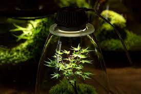 Type of lights needed for growing weed. Led Grow Lights Distance For Cannabis Other Plants Bios Lighting