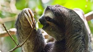 three toed sloth wallpapers