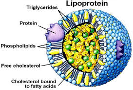 biological functions of lipids