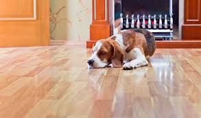 best flooring for dogs 7 types for