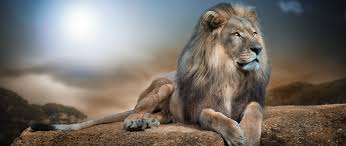 african lion wallpaper 4k big cat