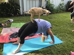 goat yoga houston in texas