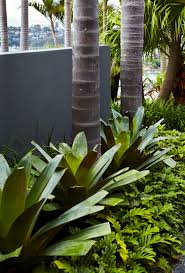 plant of the month giant bromeliad