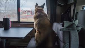 10 must have items when rving with dogs