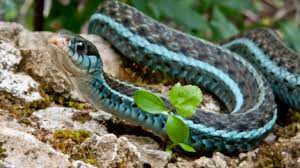 garter snake thamnophis petmd