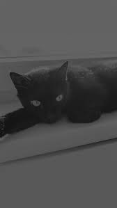 Black Cat Animal Cute Watching Dark Bw
