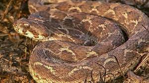 how to identify carpet viper how do