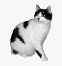Download free image white cat. Cat Png Black And White Cat Png Transparent Png Kindpng