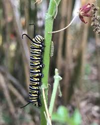 unexpectedly rearing 22 caterpillars