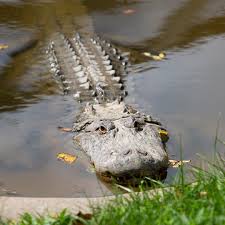 American Alligator | Lake Tobias Wildlife Park