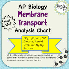 Ap Biology Transport Through Membranes Chart