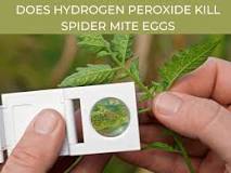 does-peroxide-kill-spider-mite-eggs