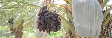 Jordan River Dates Finest and first class quality of Medjool and Barhi Dates