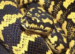 jungle carpet python wiki herps and