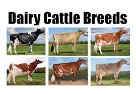 Breeds Of Dairy Cattle Dairy Moos
