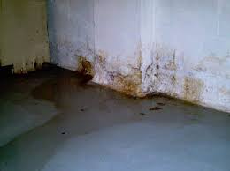 remove mold in basement