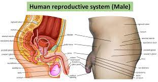 Media in category male human anatomy. File Human Reproductive System Male Jpg Simple English Wikipedia The Free Encyclopedia