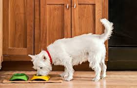 dog friendly flooring rules this old