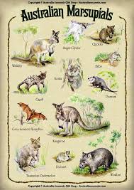 Australian Marsupial Chart Australia Animals Australia