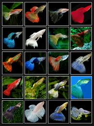 Guppy Color Chart Wait Isnt One Of Those A Betta