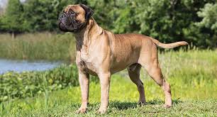 Originally, we adopted a male bullmastiff because of the gentle and protective nature of this breed. Bullmastiff Dog Breed Profile Petfinder