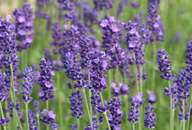 Lavendel moroccan pflanze lavendel labkraut lungenkraut. Lavendelpflanzen Outspot