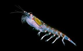 le krill crustacé ressemblant à une