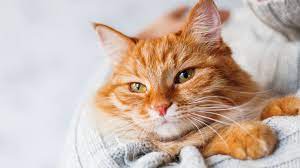 How much does it cost to cremate a cat? Cremation And Memorial Prices Awl Animal Welfare League