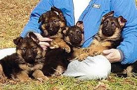 All of my puppies are bred by you will find no better than one of my family raised german shepherds. Fleischerheim German Shepherd Puppies For Sale Shipping Us Worldwide