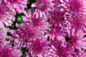 flowers background pink royalty free photo