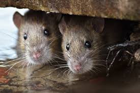 eliminating mice in your garage tips