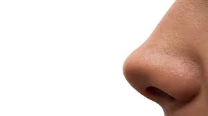 Five genes that give your nose its shape | Science | AAAS
