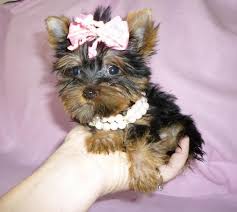 Find 2 listings related to yorkie puppies in tucson on yp.com. Cute Yorkie Puppies Available For Free For Sale In Tucson Arizona Classified Americanlisted Com