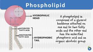 phospholipid definition and exles