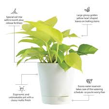 Money Plant Benefits Of Money Plant