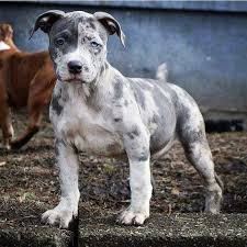 The eyes of the american staffordshire terrier are black and round, with a stern expression that can be perceived as both intimidating and alert. Facebook