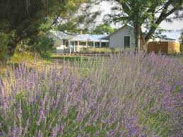 Farms Where You Can Work And Stay