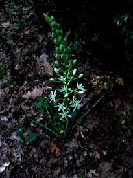 Ornithogalum sphaerocarpum - Wikispecies